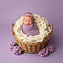 baby, basket, blanket, cozy, flower, headband, hydrangea, infant, lavender, newborn, peaceful, portrait, props, purple, sleeping, soft_texture, studio, swaddle, wicker, wool