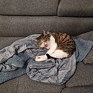 Minou a rejoint le concours — aidez-le/la à gagner de superbes lots ! cat, tabby_cat, yawning, tongue_out, blanket, sofa, couch, living_room, cozy, curled_up, white_paws, fur, indoor, upholstery, textured_wall, tile_floor, pet, sleeping, relaxed, blanket_pattern