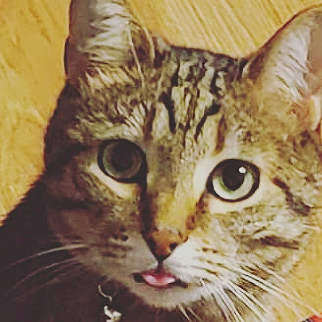 Lupin is registered to the contest to win money with this photo: carnivore, cat, domestic_short_haired_cat, felidae, fur, iris, photo_caption, small_to_medium_sized_cats, snout, terrestrial_animal, whiskers, wildlife