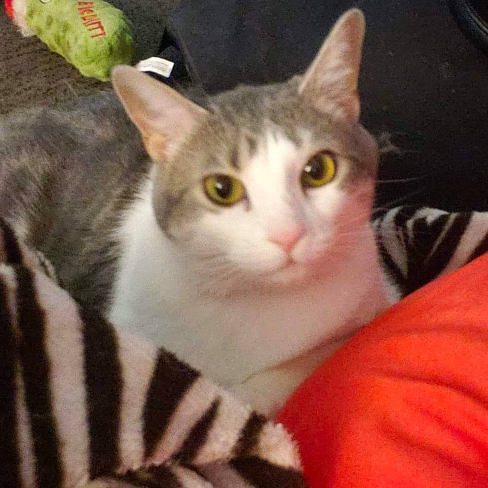 Luna joined the competition — help win amazing prizes! art, carnivore, cat, cat_furniture, comfort, domestic_short_haired_cat, felidae, fur, iris, paw, pet_supply, photo_caption, small_to_medium_sized_cats, snout, tail, whiskers