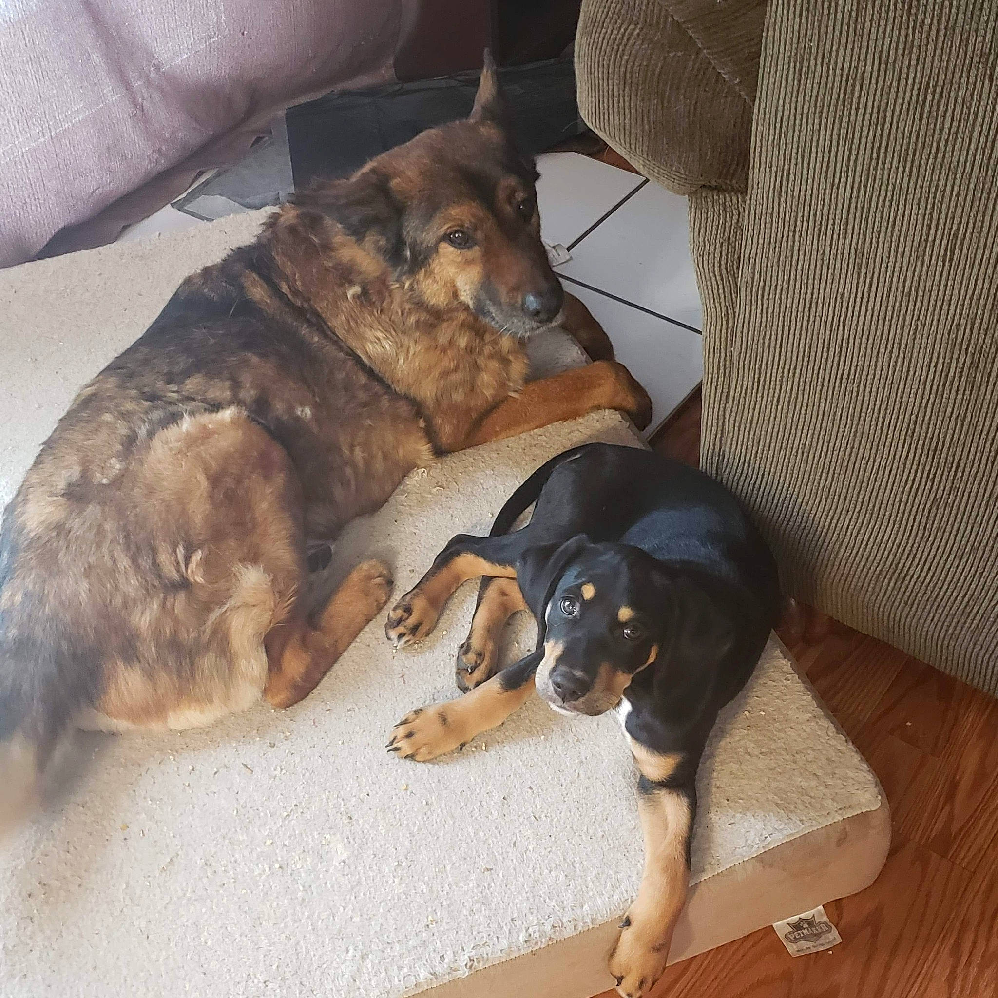 Rory is registered to the contest to win money with this photo: canidae, carnivore, comfort, companion_dog, couch, dog, dog_breed, fawn, fur, guard_dog, hardwood, paw, pet_supply, snout, sporting_group, tail, terrestrial_animal, working_animal, working_dog