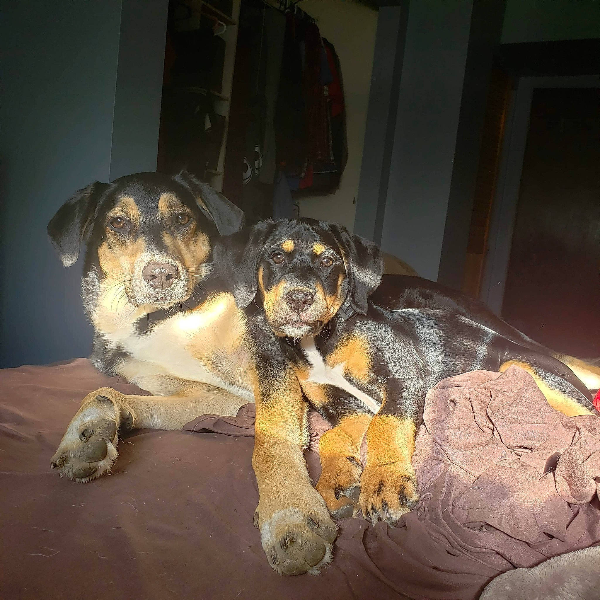 Rory joined the competition — help win amazing prizes! canidae, carnivore, clock, comfort, companion_dog, couch, dog, dog_breed, fawn, fur, gas, metal, paw, snout, sporting_group, terrestrial_animal, whiskers