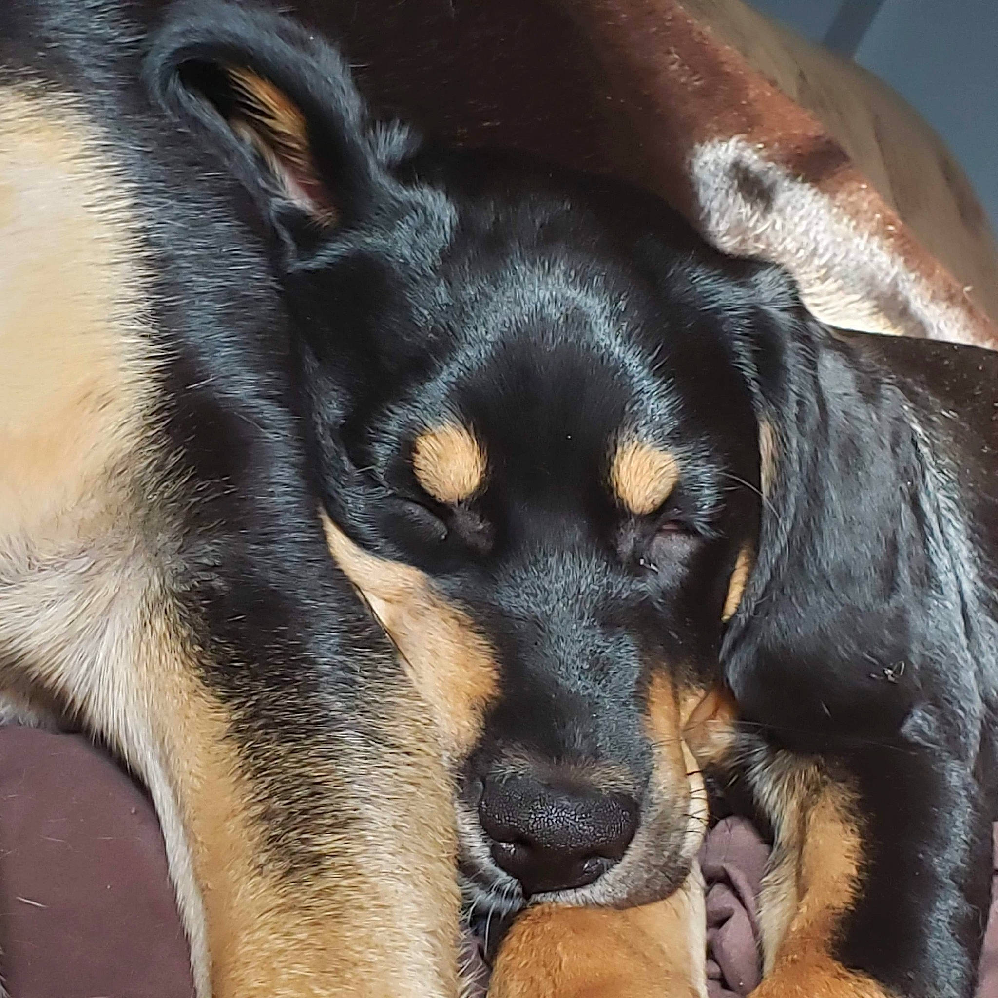 Rory joined the competition — help win amazing prizes! canidae, carnivore, companion_dog, dog, dog_breed, eye, fawn, fur, guard_dog, head, paw, pinscher, puppy, snout, sporting_group, terrestrial_animal, toy_dog, whiskers, working_animal, working_dog