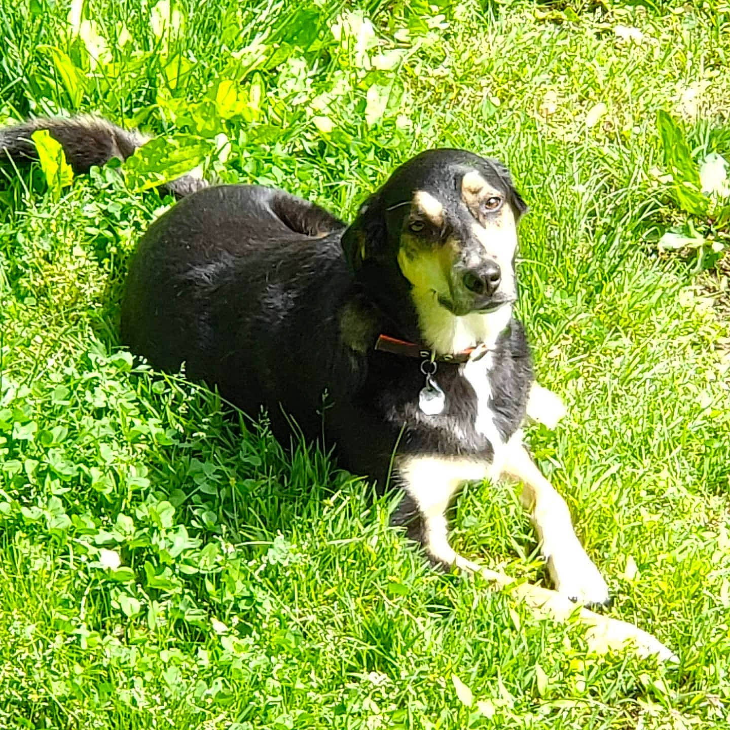 Rhonin joined the competition — help win amazing prizes! canidae, carnivore, companion_dog, dog, dog_breed, grass, grassland, groundcover, hunting_dog, non_sporting_group, personal_protective_equipment, plant, pointing_breed, snout, sporting_group, tail, terrestrial_animal, whiskers, working_animal, working_dog