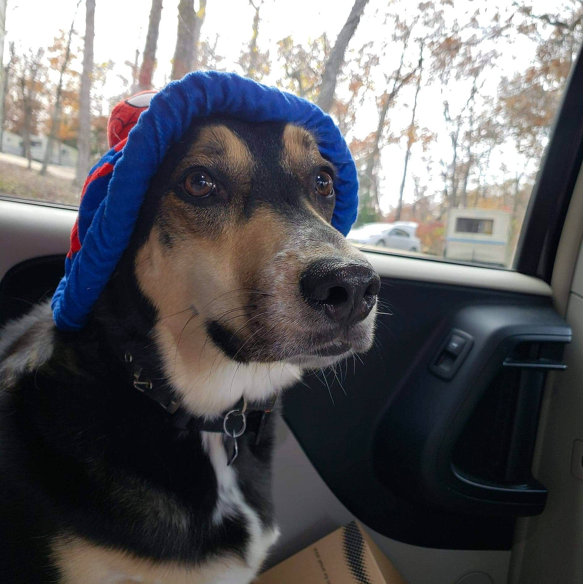 Rhonin joined the competition — help win amazing prizes! automotive_mirror, cap, car, carnivore, collar, companion_dog, dog, dog_breed, dog_collar, dog_supply, fawn, leash, pet_supply, selfie, sky, snout, sporting_group, tree, vehicle, working_animal