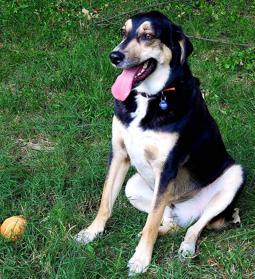 Rhonin is registered to the contest to win money with this photo: ancient_dog_breeds, canidae, carnivore, collar, companion_dog, dog, dog_breed, dog_collar, dog_supply, grass, guard_dog, herding_dog, hunting_dog, leash, plant, snout, sporting_group, tail, working_animal, working_dog