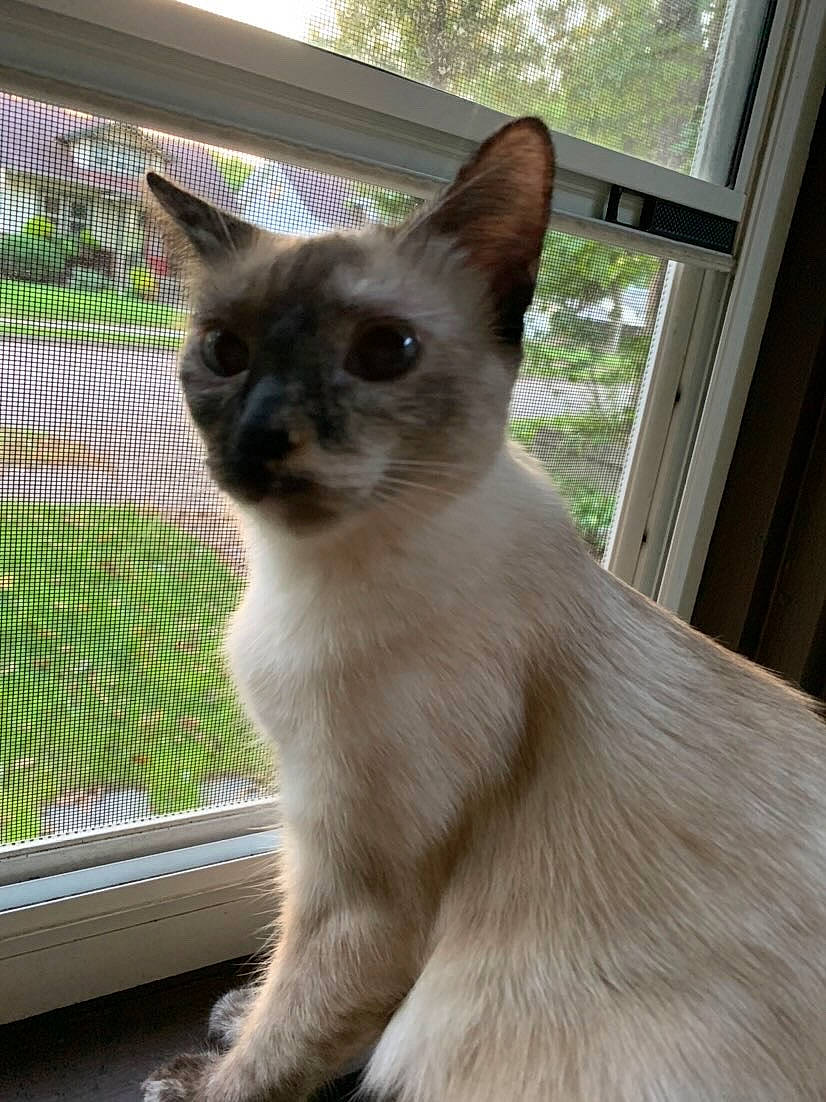 Minnie is registered to the contest to win money with this photo: balinese, carnivore, cat, domestic_short_haired_cat, fawn, felidae, fur, mesh, plant, siamese, sky, small_to_medium_sized_cats, snout, tail, terrestrial_animal, thai, tonkinese, whiskers, window