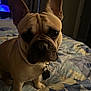 animal, bed, canine, closeup, collar, companion, cute, dog, domestic_animal, ears, face, french_bulldog, fur, indoor, looking, mammal, pet, portrait, quilt, sitting