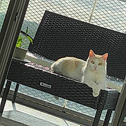 Loulou participe au concours pour gagner de l'argent avec cette photo : animal, balcony, bench, cat, daylight, domestic_cat, feline, home, mesh_railing, nature, outdoor, pet, plant, relaxing, resting, shadow, sunlight, white_cat, window, woven_furniture