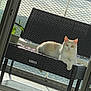 animal, balcony, bench, cat, daylight, domestic_cat, feline, home, mesh_railing, nature, outdoor, pet, plant, relaxing, resting, shadow, sunlight, white_cat, window, woven_furniture