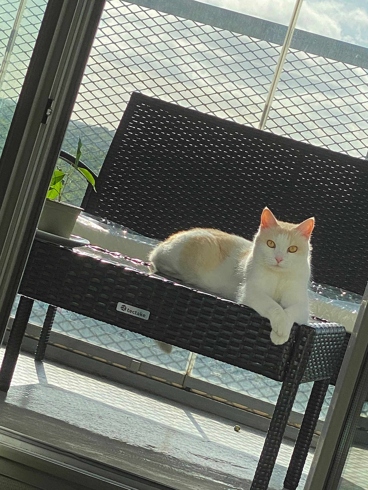 Loulou participe au concours pour gagner de l'argent avec cette photo : animal, balcony, bench, cat, daylight, domestic_cat, feline, home, mesh_railing, nature, outdoor, pet, plant, relaxing, resting, shadow, sunlight, white_cat, window, woven_furniture
