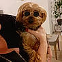 Scotty participe au concours pour gagner de l'argent avec cette photo : black_clothing, chain_necklace, chair, cute, decor, dog, fur, furniture, hand, holding, houseplant, indoor, lace, person, pet, plant, portrait, small_dog, sunglasses, table