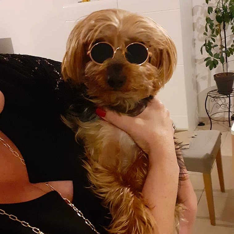 Scotty participe au concours pour gagner de l'argent avec cette photo : black_clothing, chain_necklace, chair, cute, decor, dog, fur, furniture, hand, holding, houseplant, indoor, lace, person, pet, plant, portrait, small_dog, sunglasses, table