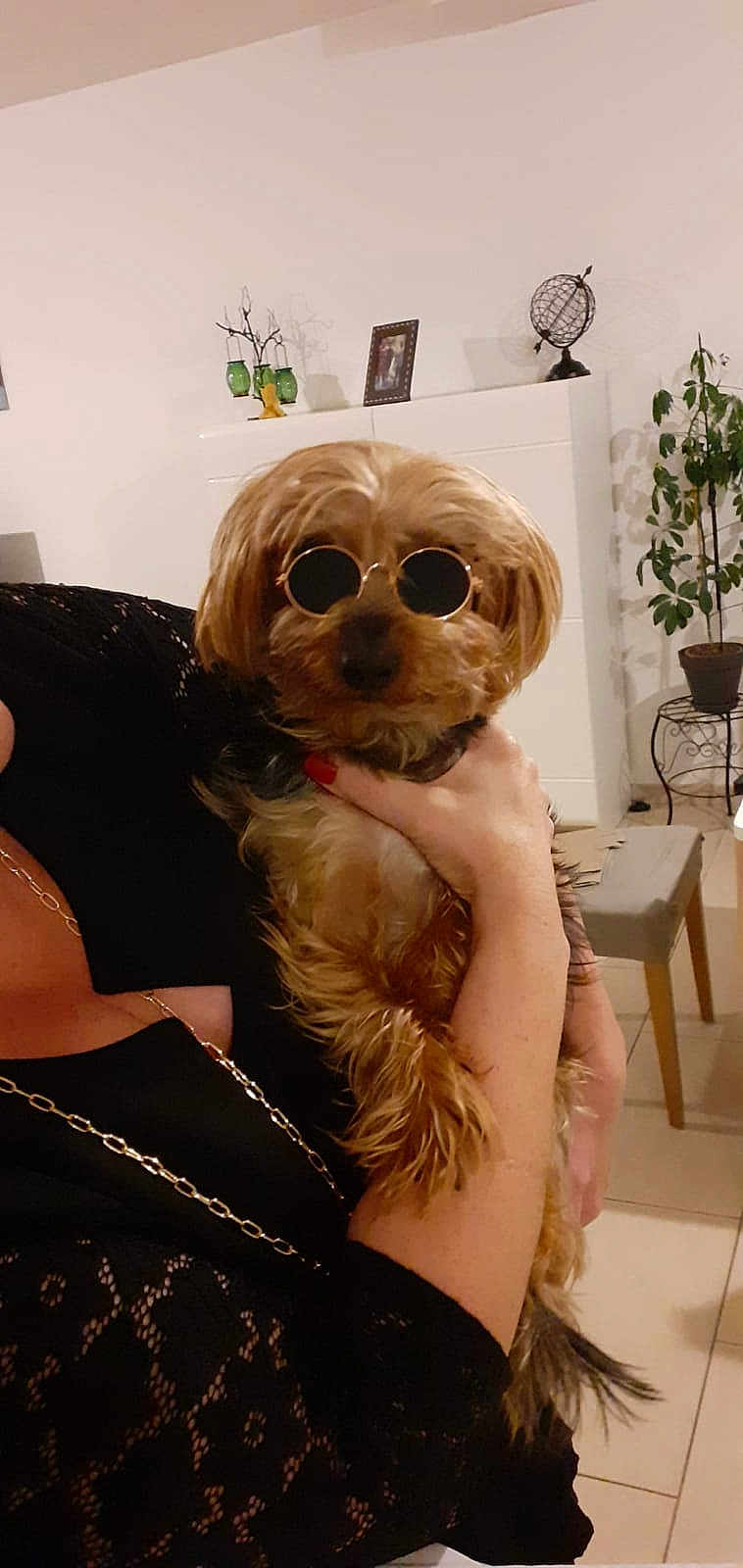 Scotty participe au concours pour gagner de l'argent avec cette photo : black_clothing, chain_necklace, chair, cute, decor, dog, fur, furniture, hand, holding, houseplant, indoor, lace, person, pet, plant, portrait, small_dog, sunglasses, table