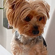 Scotty participe au concours pour gagner de l'argent avec cette photo : dog, small_dog, indoor, fluffy, brown_fur, black_fur, pet, animal, cute, portrait, close_up, fur, nose, ears, domestic_animal, mammal, companionship, curious, side_view, calm
