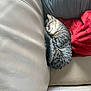 Oslo a rejoint le concours — aidez-le/la à gagner de superbes lots ! cat, tabby_cat, sleeping, curled_up, couch, leather, beige, red_blanket, gray_cushion, indoor, pet, cozy, relaxation, fur, whiskers, animal, domestic_cat, resting, cute, nap