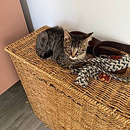 Oslo participe au concours pour gagner de l'argent avec cette photo : kitten, cat, tabby, wicker_basket, belt, indoor, floor, wall, pet, animal, curious, young_cat, feline, texture, woven, brown, gray, domestic_cat, resting, alert