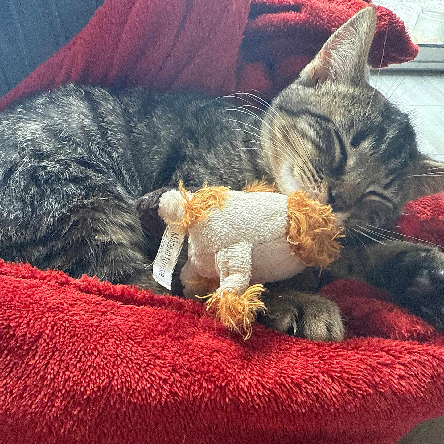 Oslo a rejoint le concours — aidez-le/la à gagner de superbes lots ! animal, cat, cozy, cute, feline, fur, home, indoor, natural_light, paw, pet, plush_toy, red_blanket, relaxed, resting, sleeping, soft_texture, tabby, whiskers, window