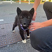 Lilith a rejoint le concours — aidez-le/la à gagner de superbes lots ! puppy, dog, black_fur, white_paws, purple_harness, person, hands, outdoor, asphalt, metal_plate, trees, sunlight, parking_lot, kneeling, pet, young_dog, cute, animal, leash, pavement