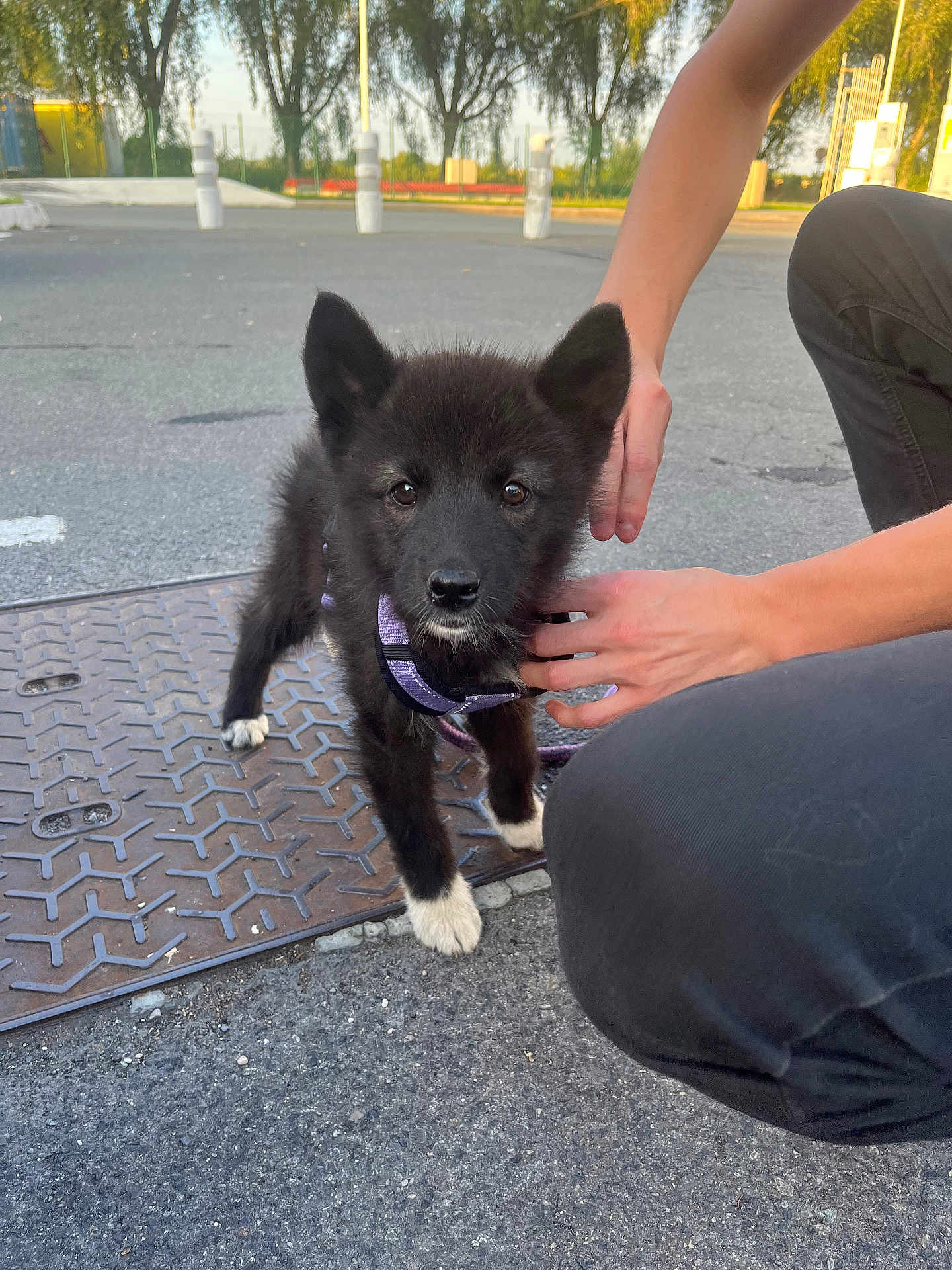 Lilith a rejoint le concours — aidez-le/la à gagner de superbes lots ! puppy, dog, black_fur, white_paws, purple_harness, person, hands, outdoor, asphalt, metal_plate, trees, sunlight, parking_lot, kneeling, pet, young_dog, cute, animal, leash, pavement
