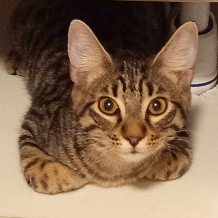 Aiko a rejoint le concours — aidez-le/la à gagner de superbes lots ! cat, tabby_cat, kitten, animal, pet, feline, striped_fur, brown_fur, green_eyes, blue_eyes, face, whiskers, ears, paws, loafing, portrait, indoor, countertop, kitchen, cute