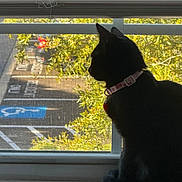 Leela joined the competition — help win amazing prizes! cat, black_cat, silhouette, window, window_screen, blinds, windowsill, collar, pet, profile, sitting, looking_out, parking_lot, handicap_sign, tree, foliage, sunlight, shadow, indoor, domestic