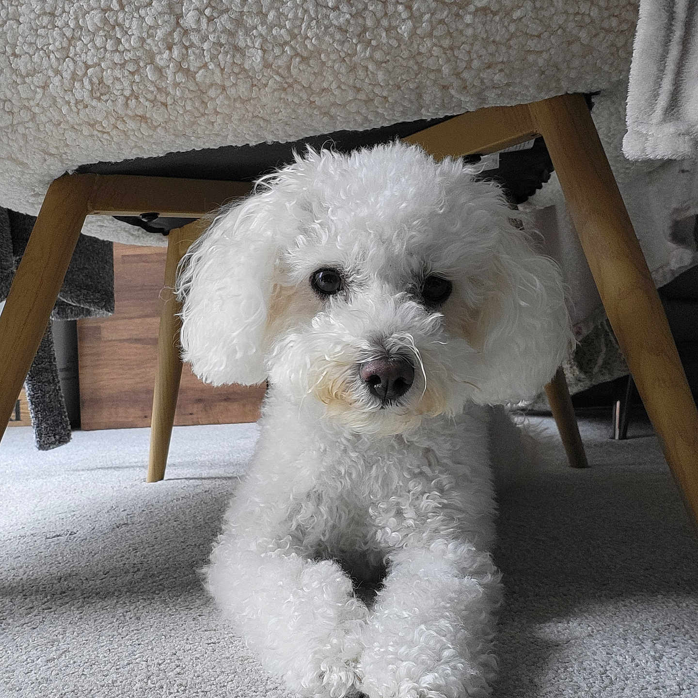 Belle joined the competition — help win amazing prizes! animal, canine, chair, couch, cushion, dog, eskimodog, furniture, hardwood, homedecor, indoors, pet, plywood, poodle, puppy, table, terrier, white, whitedog, wood