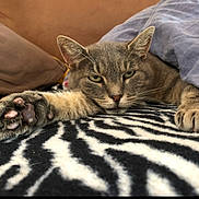 Berlioz participe au concours pour gagner de l'argent avec cette photo : animal, bed, bedroom, blanket, cat, claws, closeup, cuddly, ears, feline, fur, gray_cat, green_eyes, lying_down, paw, pet, photography, relaxed, whiskers, zebra_pattern