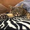 animal, bed, bedroom, blanket, cat, claws, closeup, cuddly, ears, feline, fur, gray_cat, green_eyes, lying_down, paw, pet, photography, relaxed, whiskers, zebra_pattern