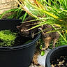 Berlioz a rejoint le concours — aidez-le/la à gagner de superbes lots ! animal, black_cat, brick_wall, cat, climbing, duckweed, flowerpot, funny_pose, garden, grass, leaves, lily_pad, nature, outdoors, plants, pond, potted_plant, standing, water, wildlife