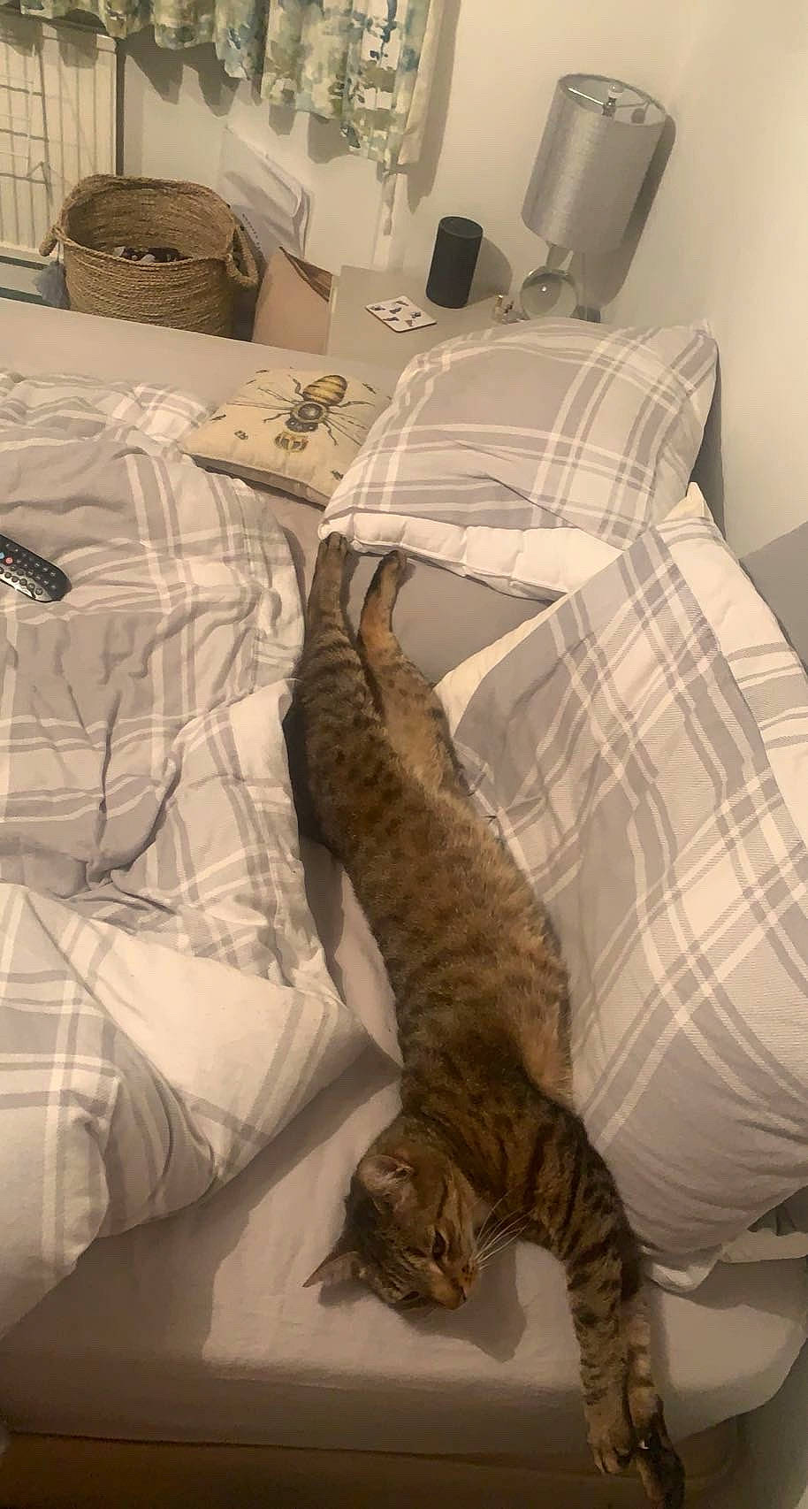 animal, beanbag, bed, bedroom, blanket, cat, cushion, electronics, furniture, homedecor, indoors, kitten, pet, pillow, remotecontrol, room