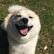 Hunter is registered to the contest to win money with this photo: dog, white, happy, tongue_out, grass, outdoor, sunlight, pet, smiling, animal, canine, nature, fur, playful, summer, daytime, closeup, cute, mammal, tongue