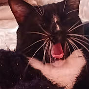 Txiquita participe au concours pour gagner de l'argent avec cette photo : animal, black_and_white, blanket, cat, close_up, cozy, cute, domestic_cat, feline, fur, indoor, pet, pink_tongue, relaxed, sleepy, snuggling, soft, tuxedo_cat, whiskers, yawning