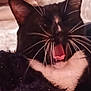 animal, black_and_white, blanket, cat, close_up, cozy, cute, domestic_cat, feline, fur, indoor, pet, pink_tongue, relaxed, sleepy, snuggling, soft, tuxedo_cat, whiskers, yawning