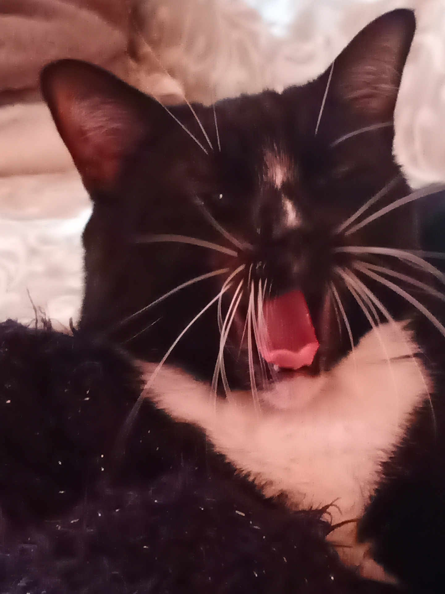 Txiquita participe au concours pour gagner de l'argent avec cette photo : animal, black_and_white, blanket, cat, close_up, cozy, cute, domestic_cat, feline, fur, indoor, pet, pink_tongue, relaxed, sleepy, snuggling, soft, tuxedo_cat, whiskers, yawning