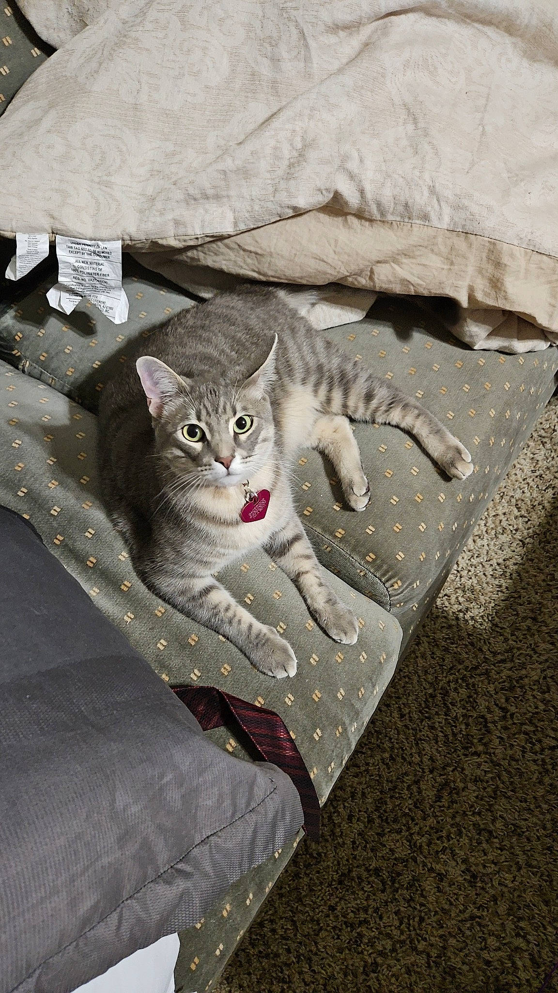 Pink is registered to the contest to win money with this photo: asphalt, carnivore, cat, comfort, concrete, domestic_short_haired_cat, door, felidae, fur, grey, paw, road_surface, sitting, small_to_medium_sized_cats, snout, stairs, tail, whiskers, window, wood