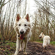Prince a rejoint le concours — aidez-le/la à gagner de superbes lots ! dog, white_dog, forest, trail, muddy_path, trees, outdoor, nature, pet, canine, tongue_out, walking, two_dogs, happy_dog, animal, bare_trees, woods, daytime, muzzle, collar