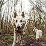 dog, white_dog, forest, trail, muddy_path, trees, outdoor, nature, pet, canine, tongue_out, walking, two_dogs, happy_dog, animal, bare_trees, woods, daytime, muzzle, collar
