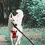 Prince participe au concours pour gagner de l'argent avec cette photo : dog, white_dog, stick, forest, path, greenery, harness, outdoor, nature, animal, canine, pet, walking, playful, happy, fur, grass, trees, daylight, active
