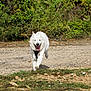 Prince participe au concours pour gagner de l'argent avec cette photo : dog, white_dog, running, outdoor, path, grass, greenery, happy, tongue_out, canine, nature, pet, animal, active, sunlight, ears_up, fur, muzzle, daytime, energetic