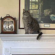 Charlie is registered to the contest to win money with this photo: cat, tabby, mantelpiece, clock, vintage, framed_painting, window, indoor, curious, feline, gray, striped, pet, household, decor, still_life, portrait, sitting, furniture, quiet