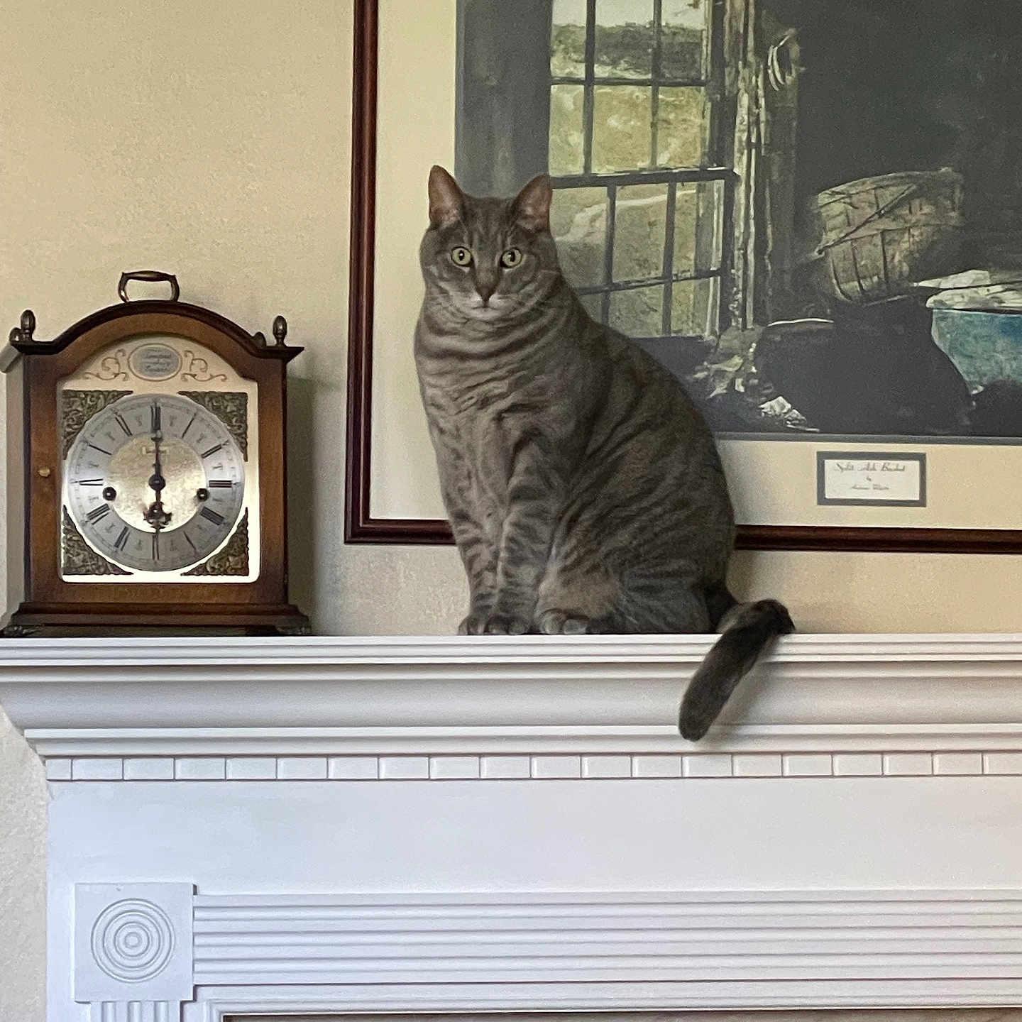 Charlie is registered to the contest to win money with this photo: cat, clock, curious, decor, feline, framed_painting, furniture, gray, household, indoor, mantelpiece, pet, portrait, quiet, sitting, still_life, striped, tabby, vintage, window