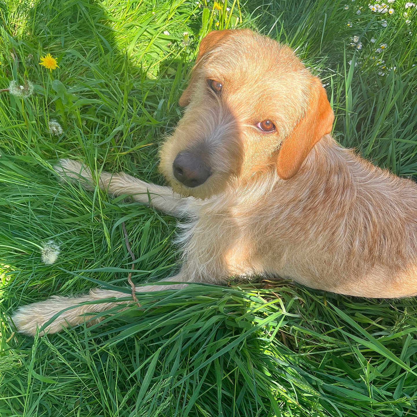 Stella participe au concours pour gagner de l'argent avec cette photo : animal, canine, closeup, dandelion, daylight, dog, field, flower, fur, grass, greenery, laying_down, looking_up, mammal, nature, outdoor, pet, relaxing, summer, sunlight