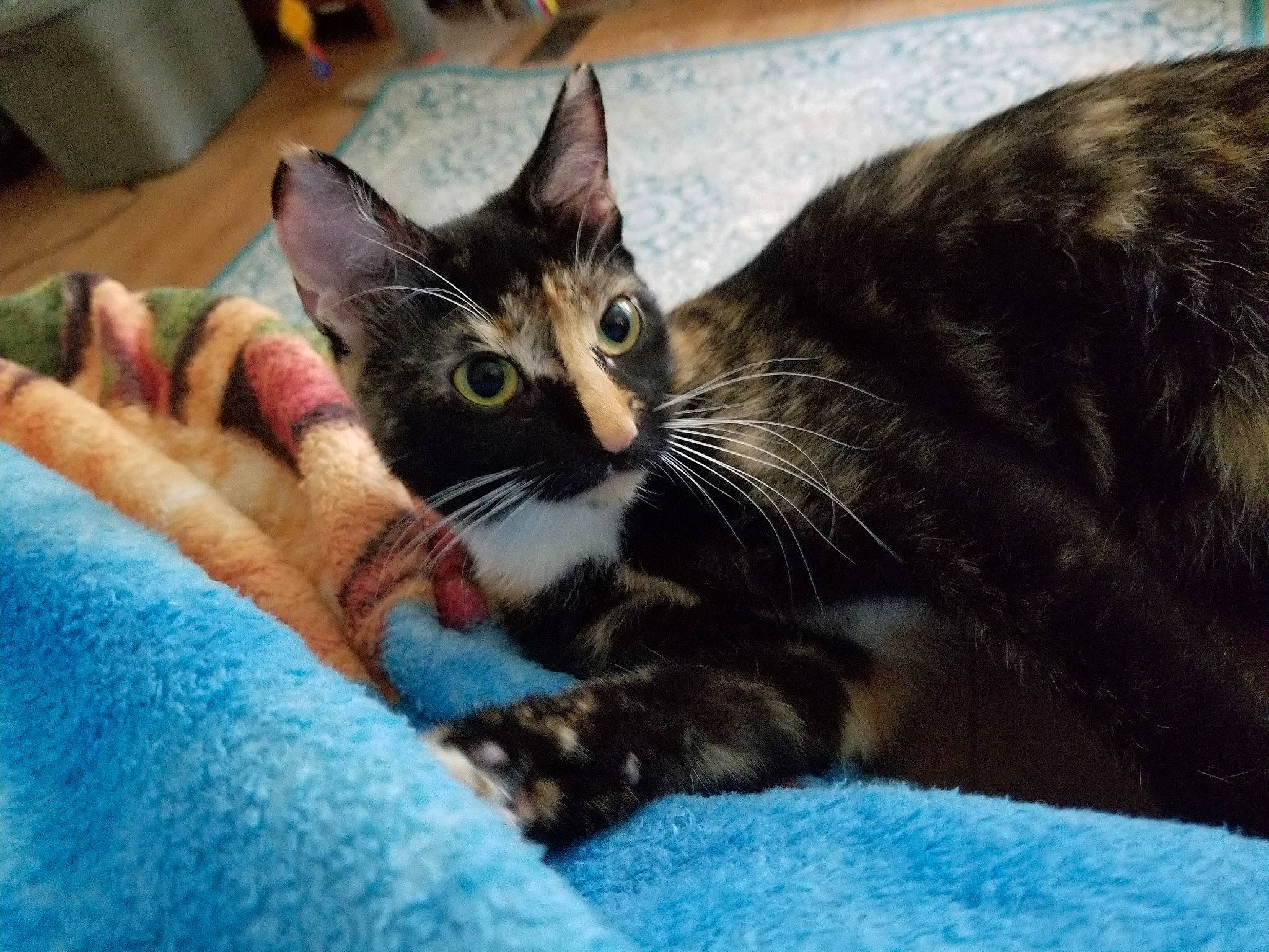 Lil Bit is registered to the contest to win money with this photo: aegean_cat, american_shorthair, american_wirehair, asian, carnivore, cat, claw, domestic_short_haired_cat, dragon_li, european_shorthair, felidae, fur, kitten, mammal, ojos_azules, small_to_medium_sized_cats, tabby_cat, toyger, vertebrate, whiskers