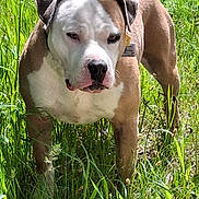 Athena is registered to the contest to win money with this photo: dog, animal, pet, outdoor, grass, nature, brown, white, canine, fur, standing, alert, field, sunlight, ears, collar, tag, muzzle, snout, greenery
