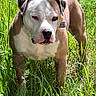 dog, animal, pet, outdoor, grass, nature, brown, white, canine, fur, standing, alert, field, sunlight, ears, collar, tag, muzzle, snout, greenery