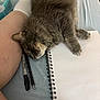 cat, gray_cat, furry, sleeping_cat, notebook, pen, sharpie, leg, sock, bed, blue_sheet, resting, spiral_notebook, writing_tools, indoor, pet, cozy, relaxing, closeup, feline