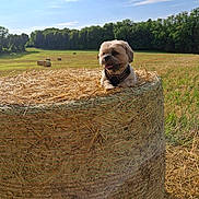 Ulyss participe au concours pour gagner de l'argent avec cette photo : dog, hay_bale, field, grass, trees, sky, clouds, sunlight, outdoor, nature, animal, pet, brown_dog, muddy_face, rural, farm, summer, daytime, landscape, cute