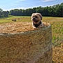 dog, hay_bale, field, grass, trees, sky, clouds, sunlight, outdoor, nature, animal, pet, brown_dog, muddy_face, rural, farm, summer, daytime, landscape, cute