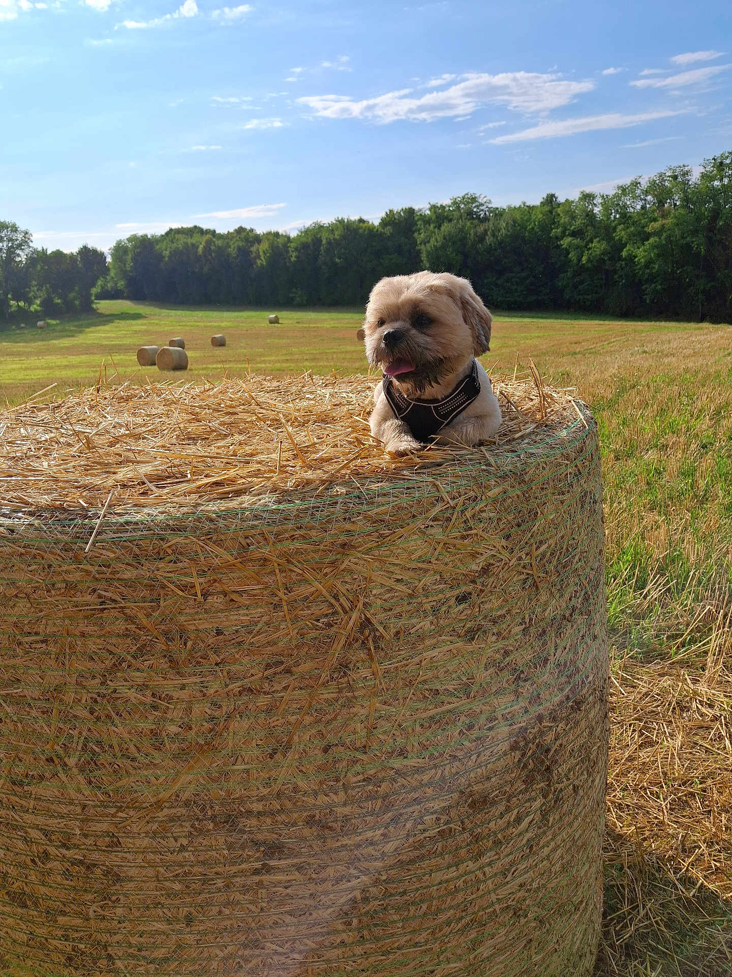 Ulyss participe au concours pour gagner de l'argent avec cette photo : dog, hay_bale, field, grass, trees, sky, clouds, sunlight, outdoor, nature, animal, pet, brown_dog, muddy_face, rural, farm, summer, daytime, landscape, cute
